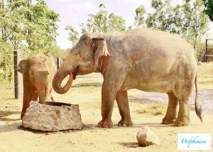 éléphants Thaïlande séjour écoresponsable