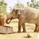 éléphants Thaïlande séjour écoresponsable