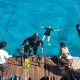 Voyage mer rouge dauphins snorkel et plongée Dolphinesse