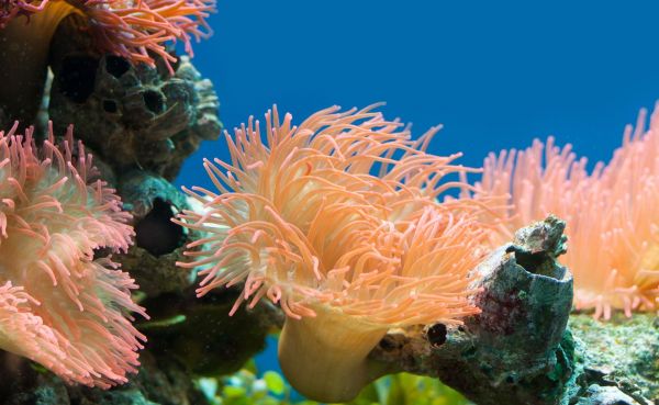 Voyage Polynésie plongée sous-marine corail