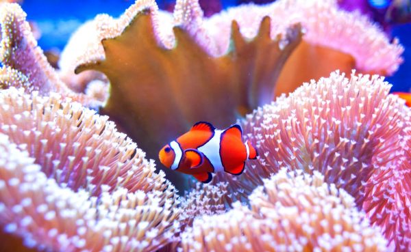 Voyage plongée sous marine en Polynésie, aux Tuamotu et Moorea, exploration corail