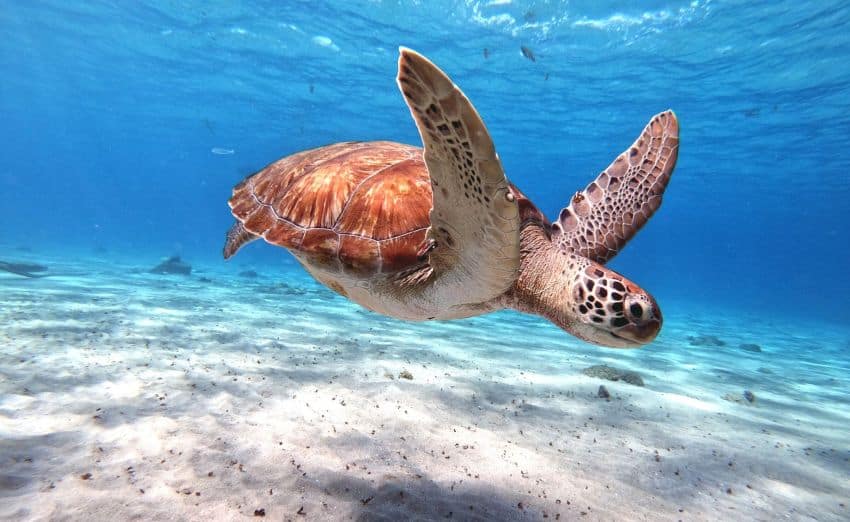 Nager avec les tortues voyage d'aventure en Polynésie