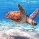 Nager avec les tortues voyage d'aventure en Polynésie