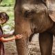 voyage Thaïlande éléphants sanctuaire Dolphinesse