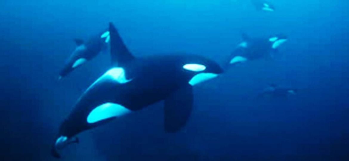 nager avec les orques