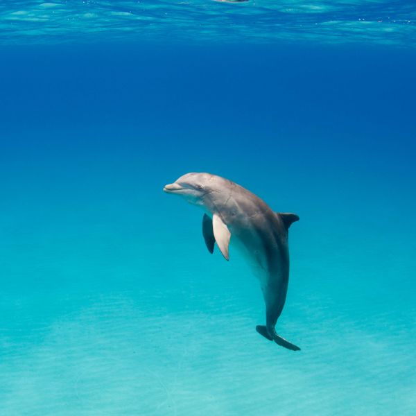 Nager avec les dauphins en Guadeloupe ? - Dolphinesse