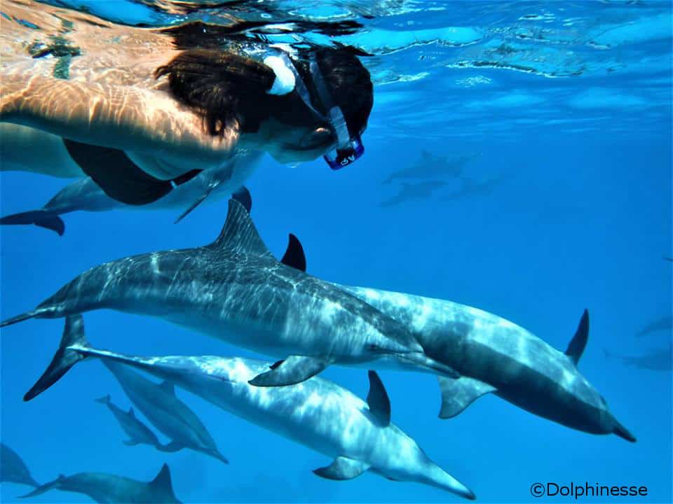 Nager avec les dauphins & baleines à Moorea