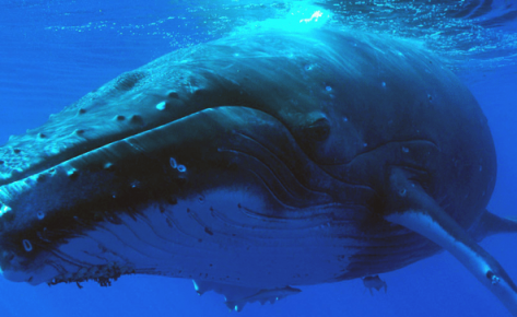 Nager avec les baleines & dauphins à La Réunion
