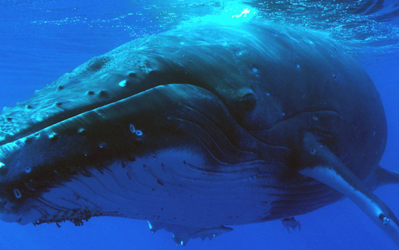 Nager avec les baleines & dauphins à La Réunion