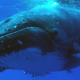 nager avec les baleines voyage écoresponsable avec une spécialisteagé