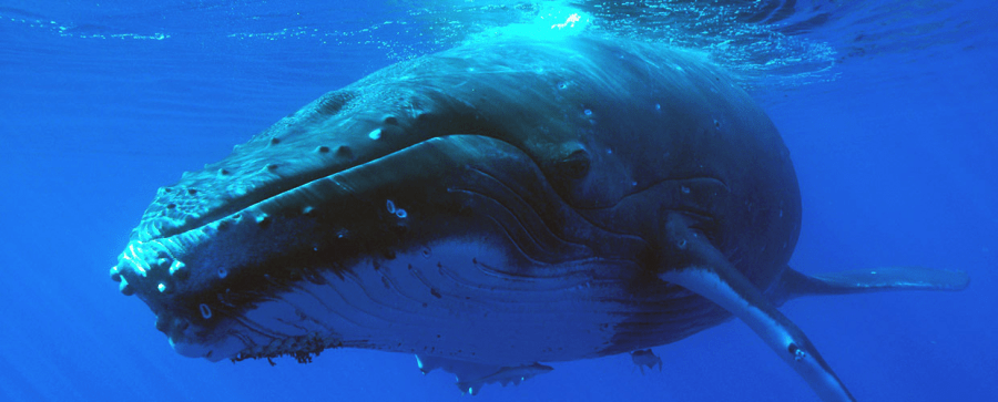 Maxi Baleines et dauphins, tortues et volcan à la Réunion