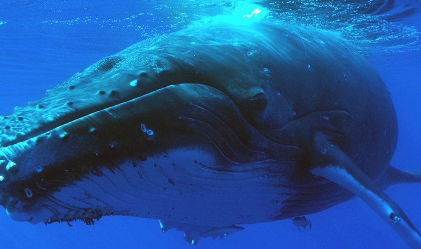 Maxi Baleines et dauphins, tortues et volcan à la Réunion