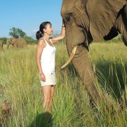 éléphants Afrique du sud