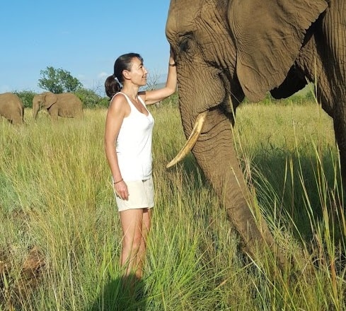 éléphants Afrique du sud