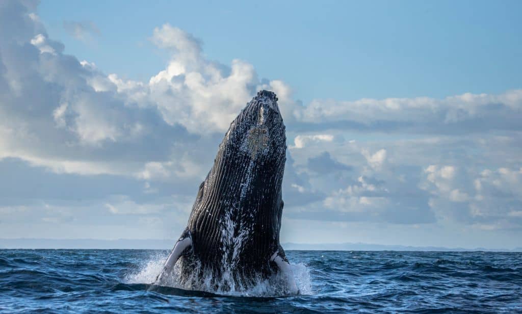 Voyage nager avec les baleines
