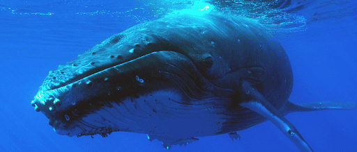 Photo baleine - voyage Réunion