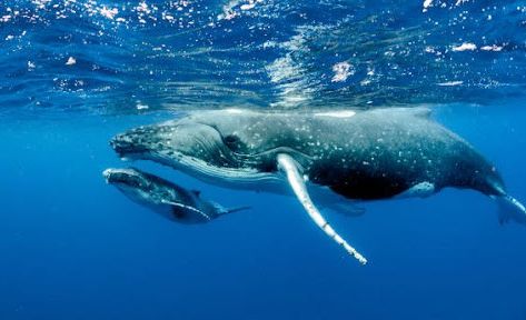 Voyage avec les Baleines et Dauphins à la Réunion