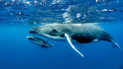 Photo baleine à bosse et son baleineau