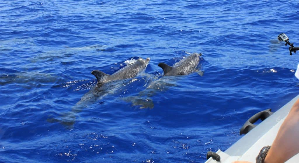 voir dauphins du bateau en Bretagne