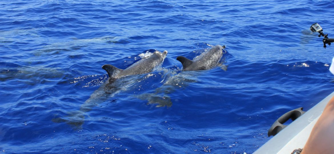 voir dauphins du bateau en Bretagne