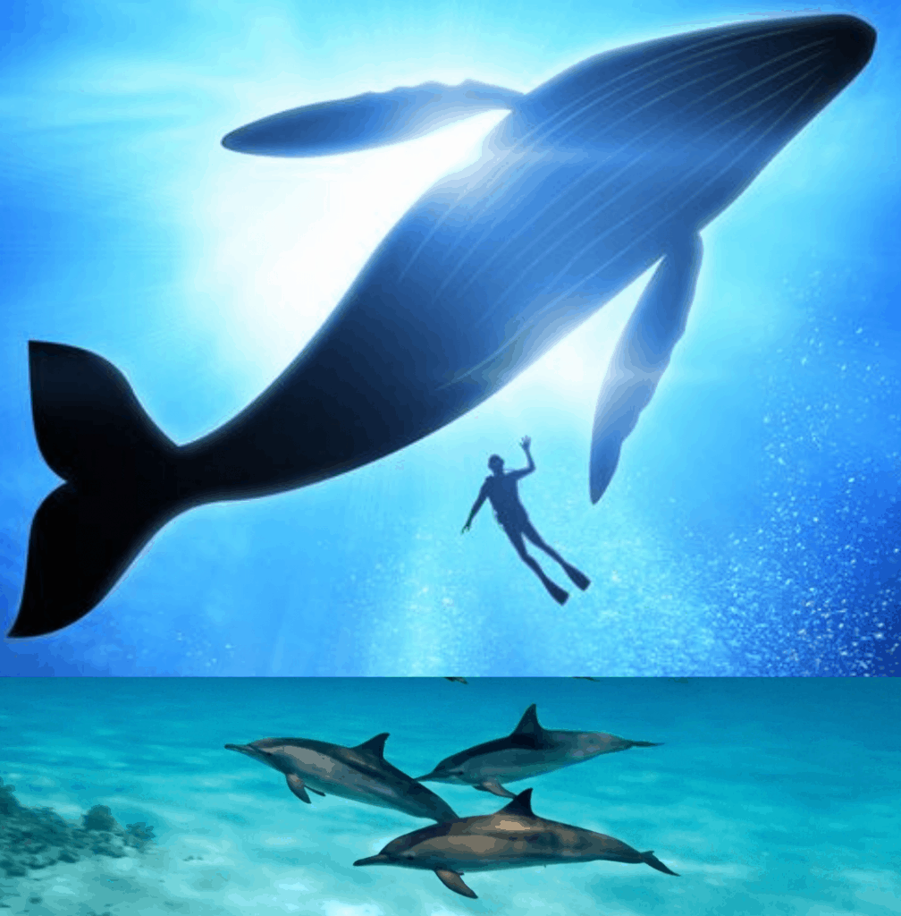 nager avec les baleines et dauphins voyage écoresponsable