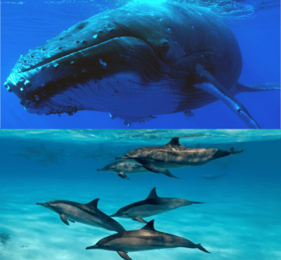 Baleines, dauphins et splendeurs volcaniques de La Réunion en liberté