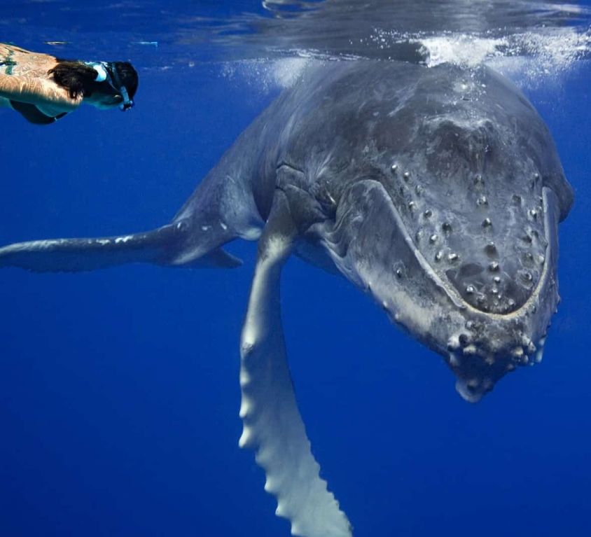 Nager avec les baleines et dauphins en Polynésie française