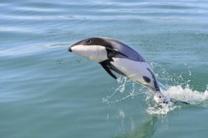 Dauphin de maui en danger d'extinction