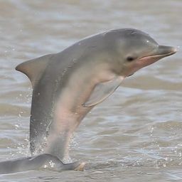 dauphin de Guyane en danger d'extinction