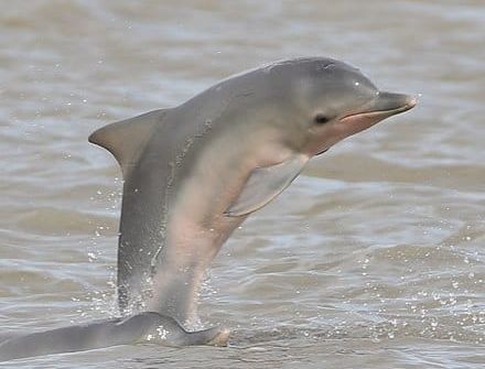 dauphin de Guyane en danger d'extinction