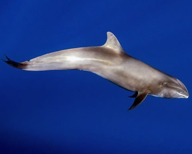 nager avec les dauphins