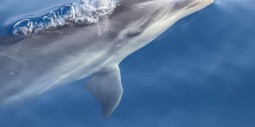 nager avec les dauphins