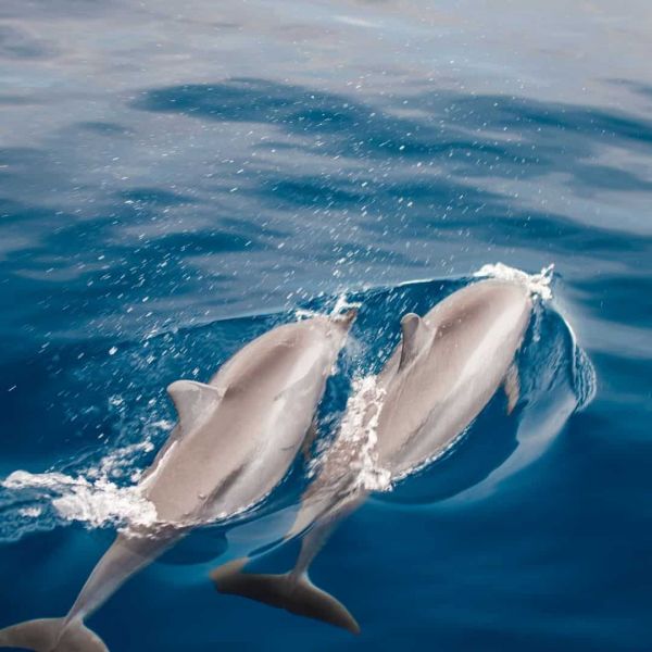 où nager avec les dauphins en Guadeloupe