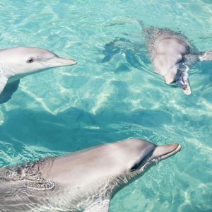 nager dauphins Guadeloupe