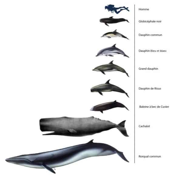 baleines & dauphins en Méditérrannée