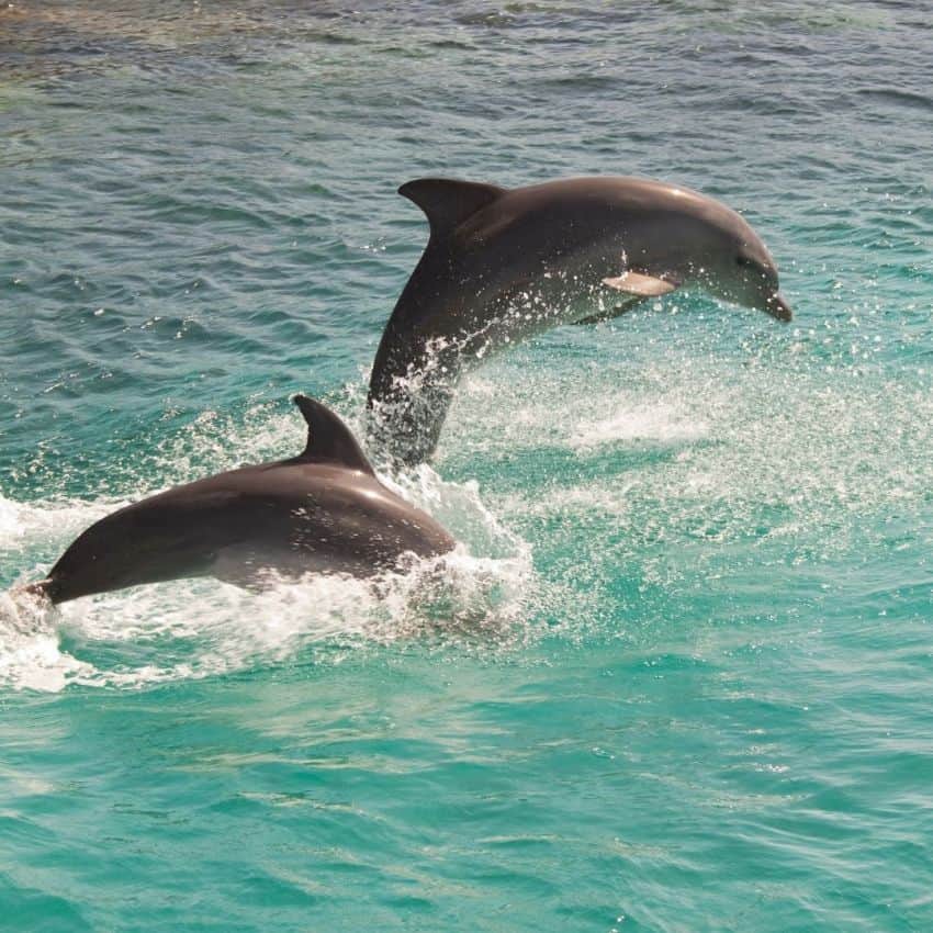 nager avec les dauphins au Mexique