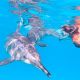 Nager avec les dauphins libres Dolphinesse