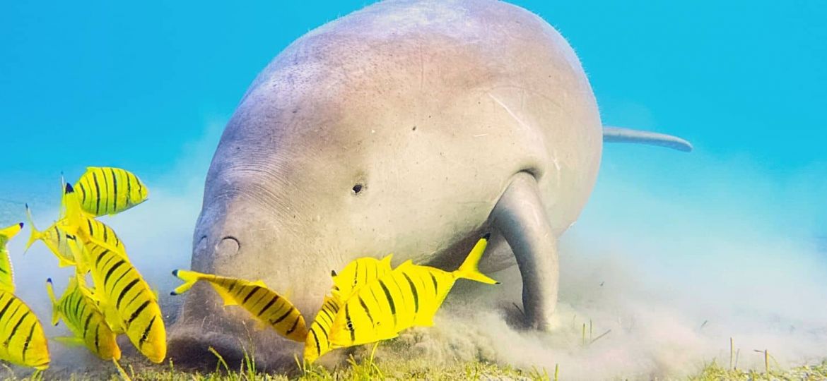 Dugong