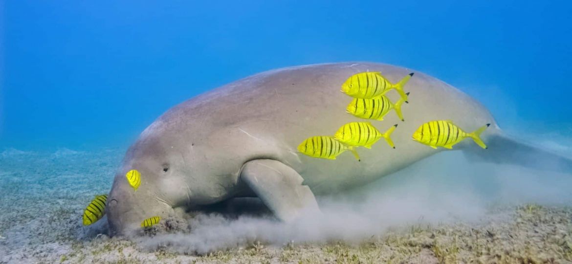 Dugong