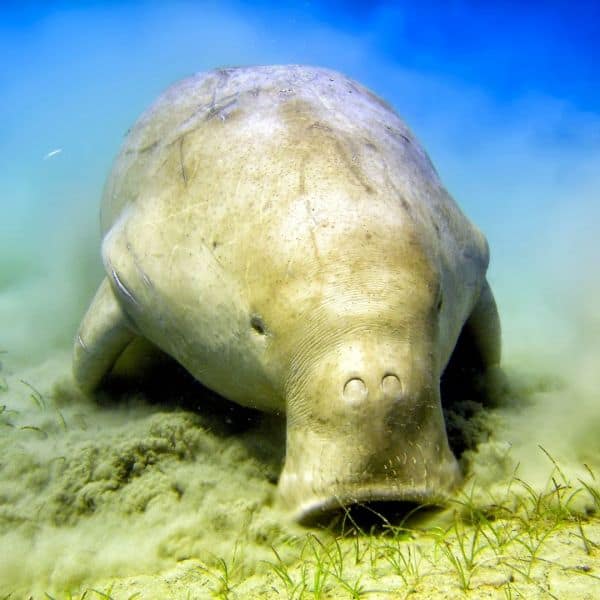 Un dugong qui broute les herbiers sous-marins