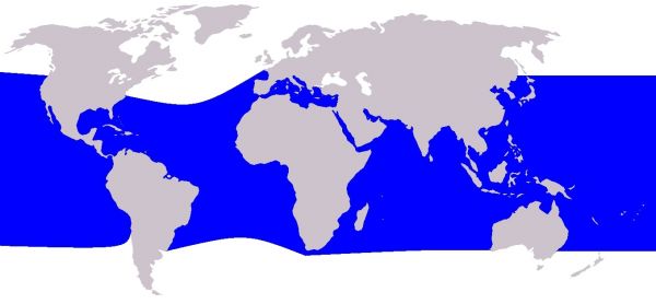 répartition géographique dauphin à bec étroit