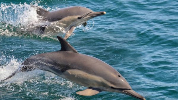 Le dauphin commun : taille, longévité, répartition, statut de conservation