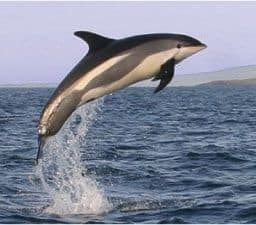 dauphin à flancs blancs