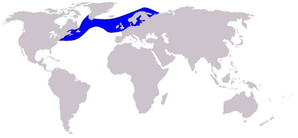 répartition du dauphin à flancs blancs 