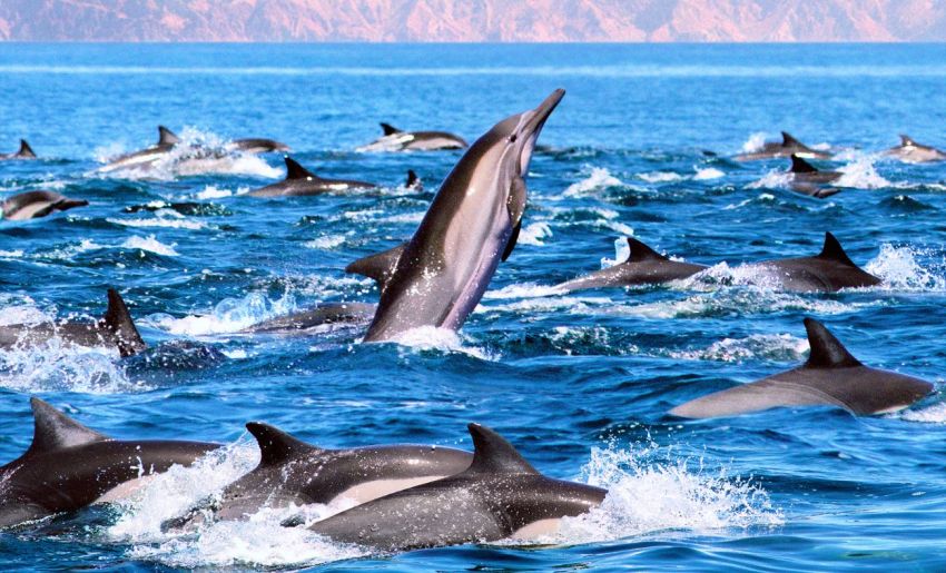 Açores Excursion en mer d'observation des dauphins Dolphinesse
