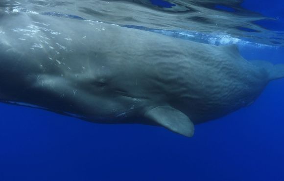 Dauphins, baleines, cachalots et volcans aux Açores