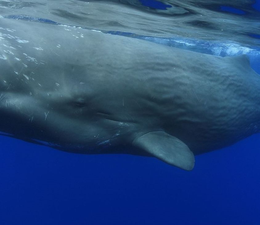 Dauphins, baleines, cachalots et volcans aux Açores