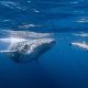 baleines et dauphins Açores voyage Dolphinesse