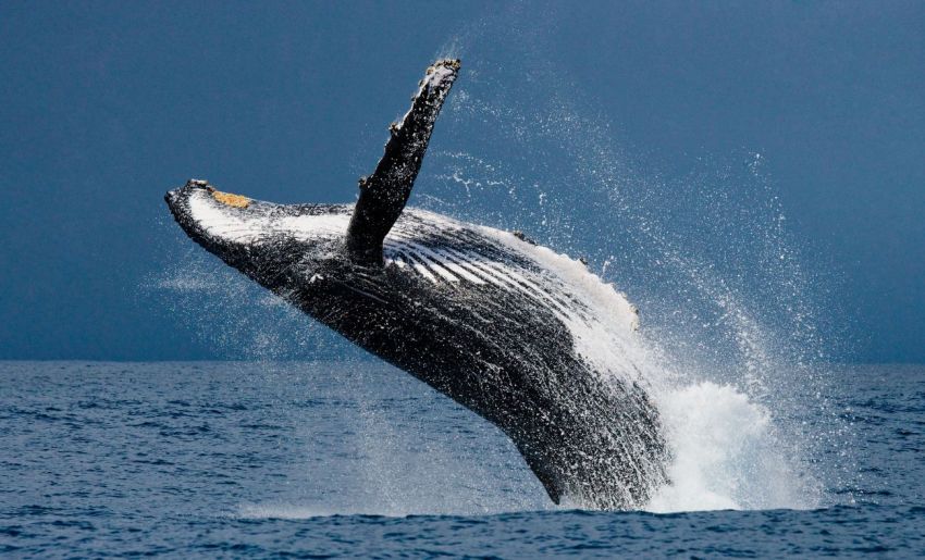Observation des baleines, aux Açores Séjour Dolphinesse