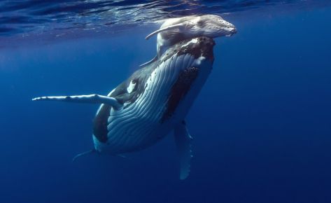Nager avec les baleines & les dauphins à Tahiti-Moorea, en polynésie française